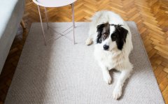 Een opgeruimde woonkamer zonder zichtbare sporen van huisdieren helpt bij een goede woningpresentatie tijdens de verkoop van je huis in Rotterdam.